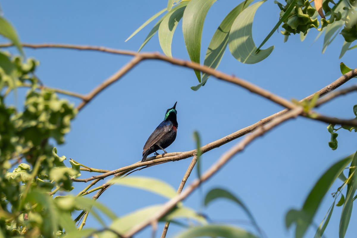 Purple-banded Sunbird - ML641335998