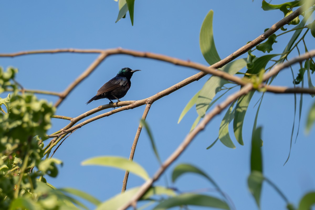 Purple-banded Sunbird - ML641335999