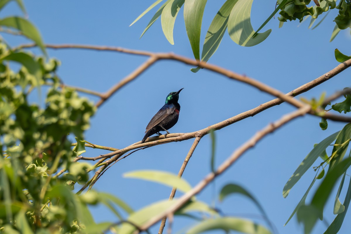Purple-banded Sunbird - ML641336000