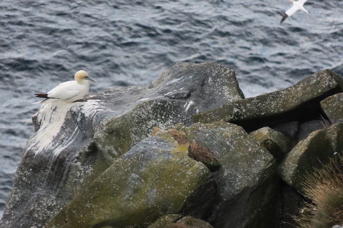Northern Gannet - ML641336010