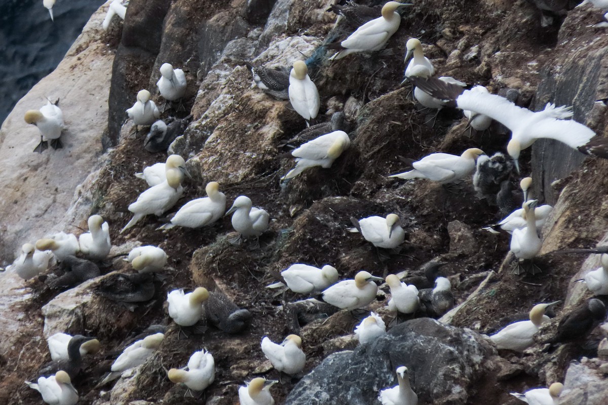 Northern Gannet - ML641336012