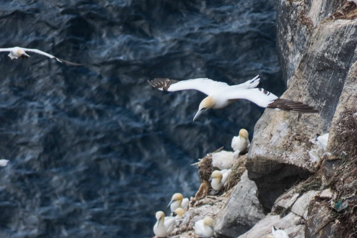 Northern Gannet - ML641336013