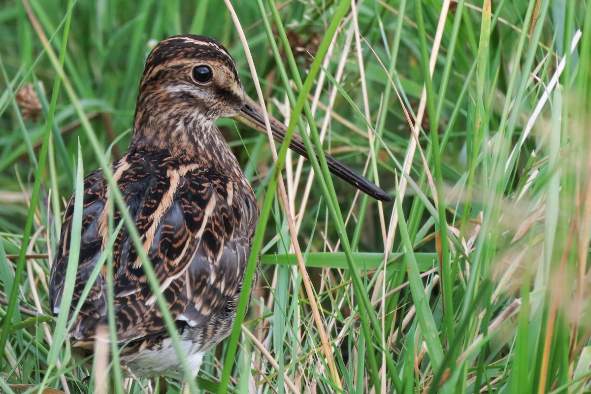 Common Snipe - ML641336024