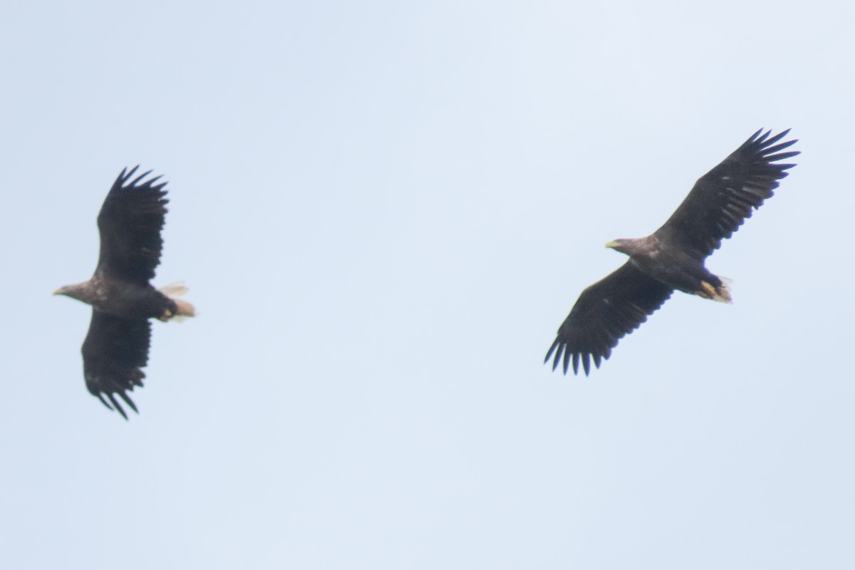 White-tailed Eagle - ML641336031