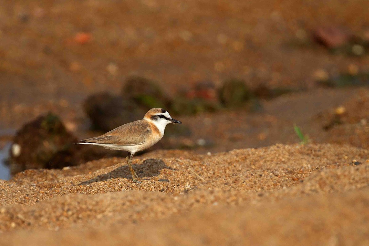 White-fronted Plover - ML641336039