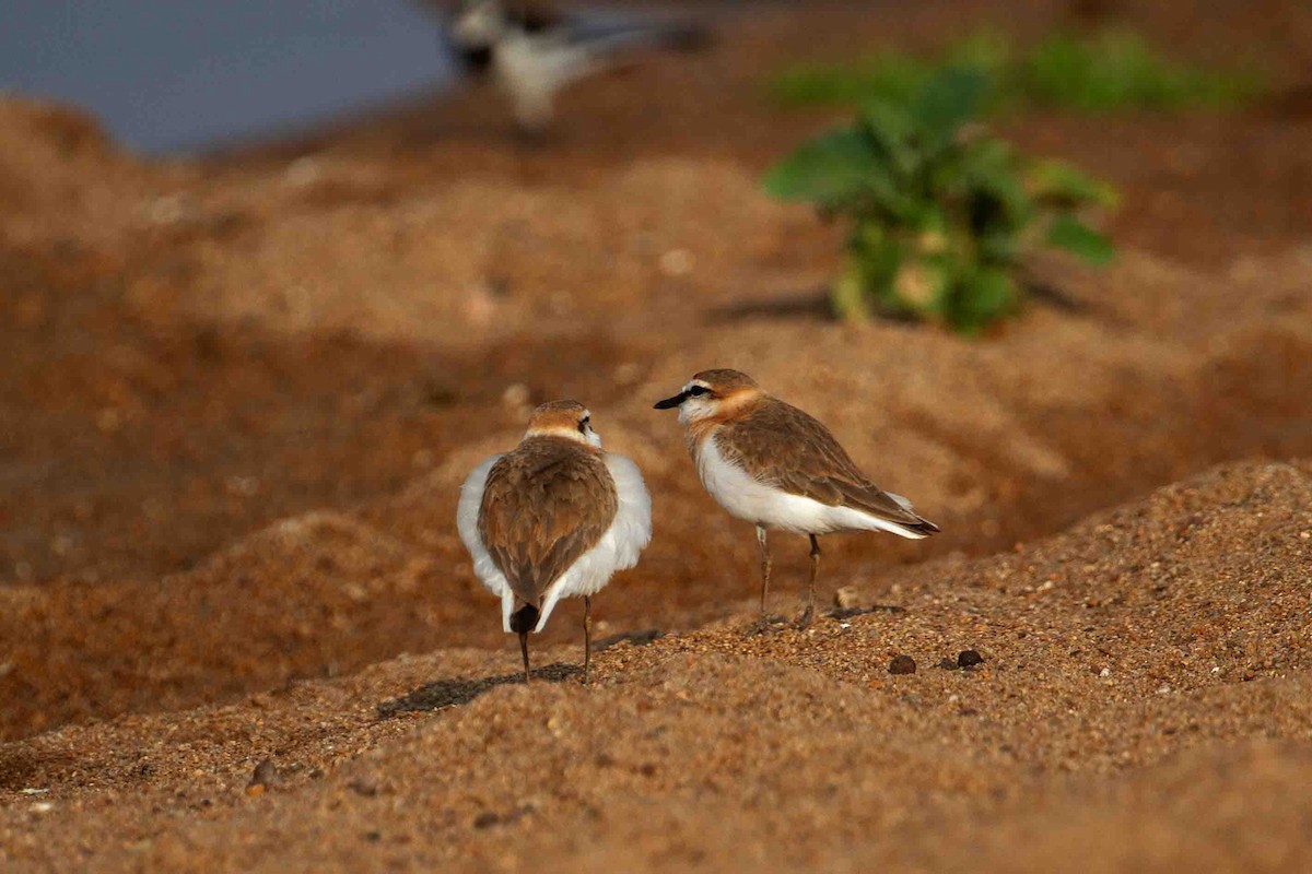 White-fronted Plover - ML641336040