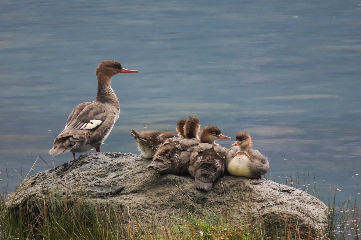 Red-breasted Merganser - ML641336075