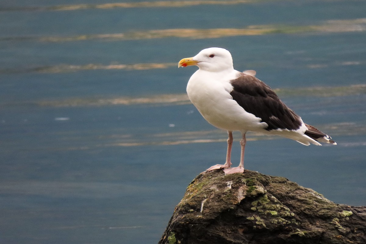 Great Black-backed Gull - ML641336080
