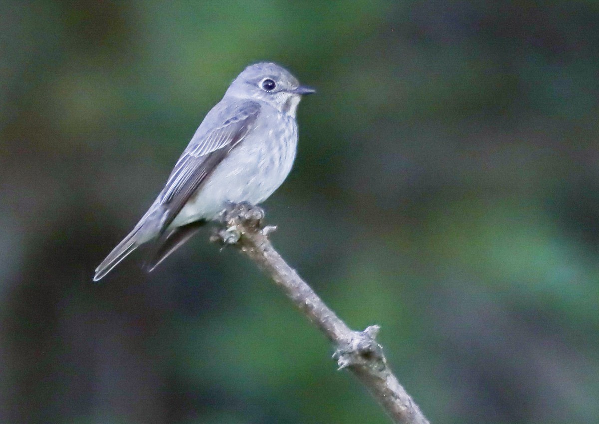 Dark-sided Flycatcher (Siberian) - ML641336090