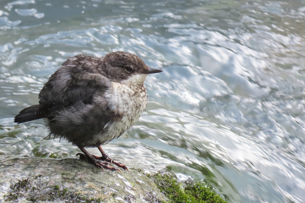 White-throated Dipper - ML641336102