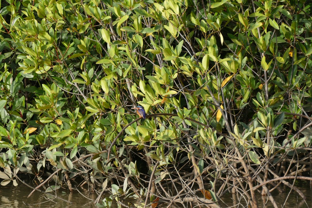 Malachite Kingfisher - ML641336108