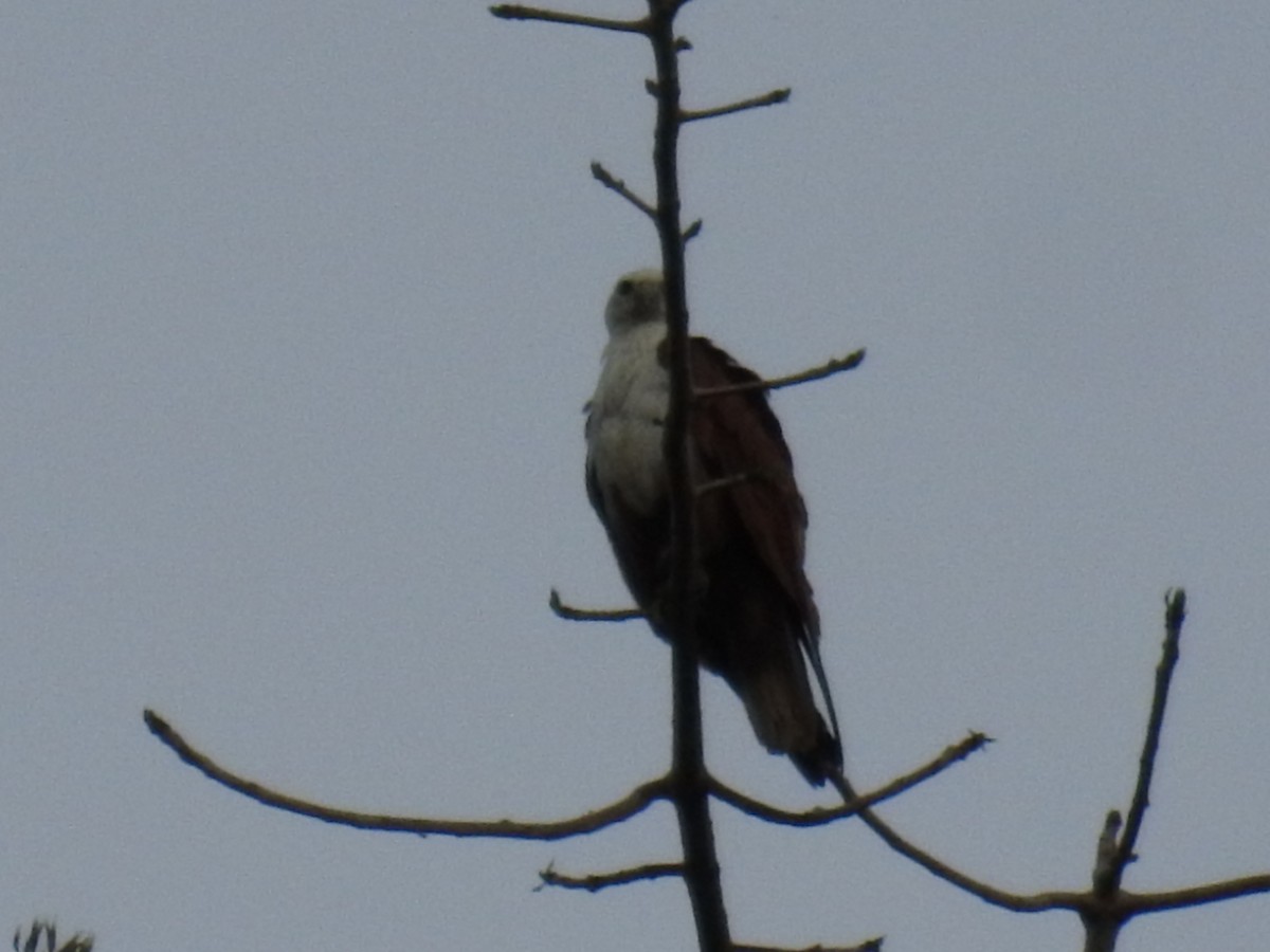 Brahminy Kite - ML641336114