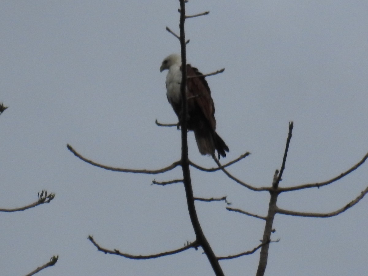 Brahminy Kite - ML641336116