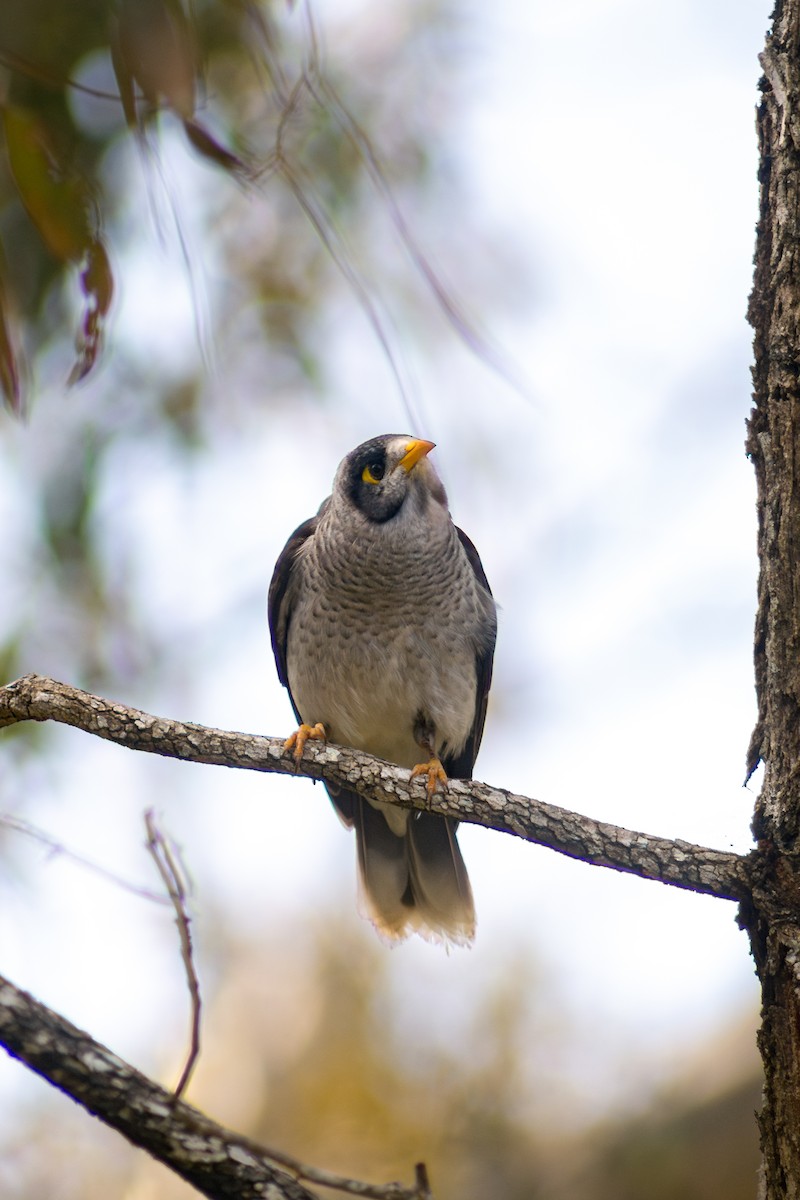 medosavka hlučná - ML641336118