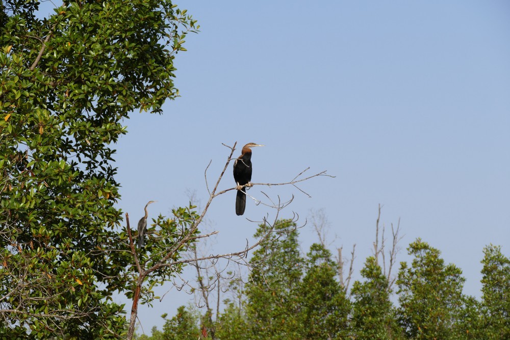 African Darter - ML641336121