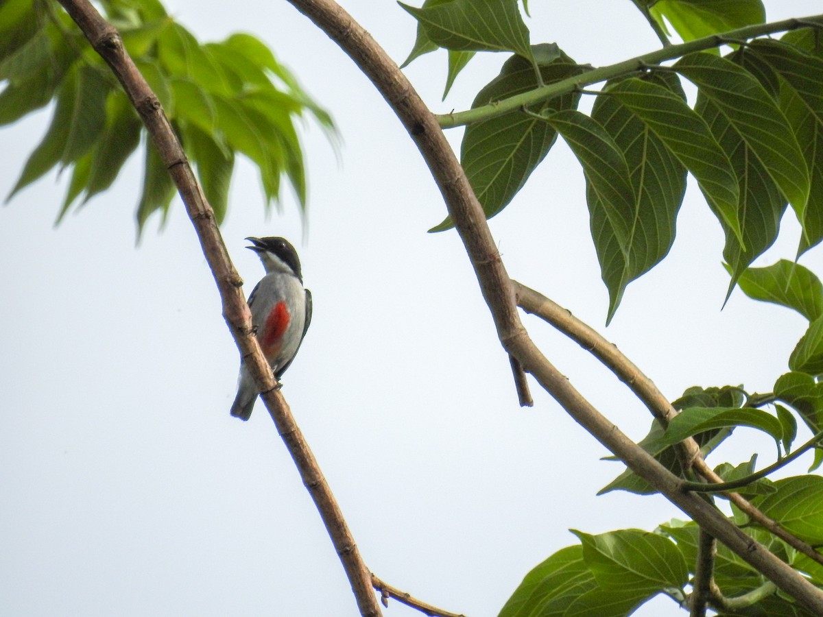 rødkjølblomsterfugl - ML641336130