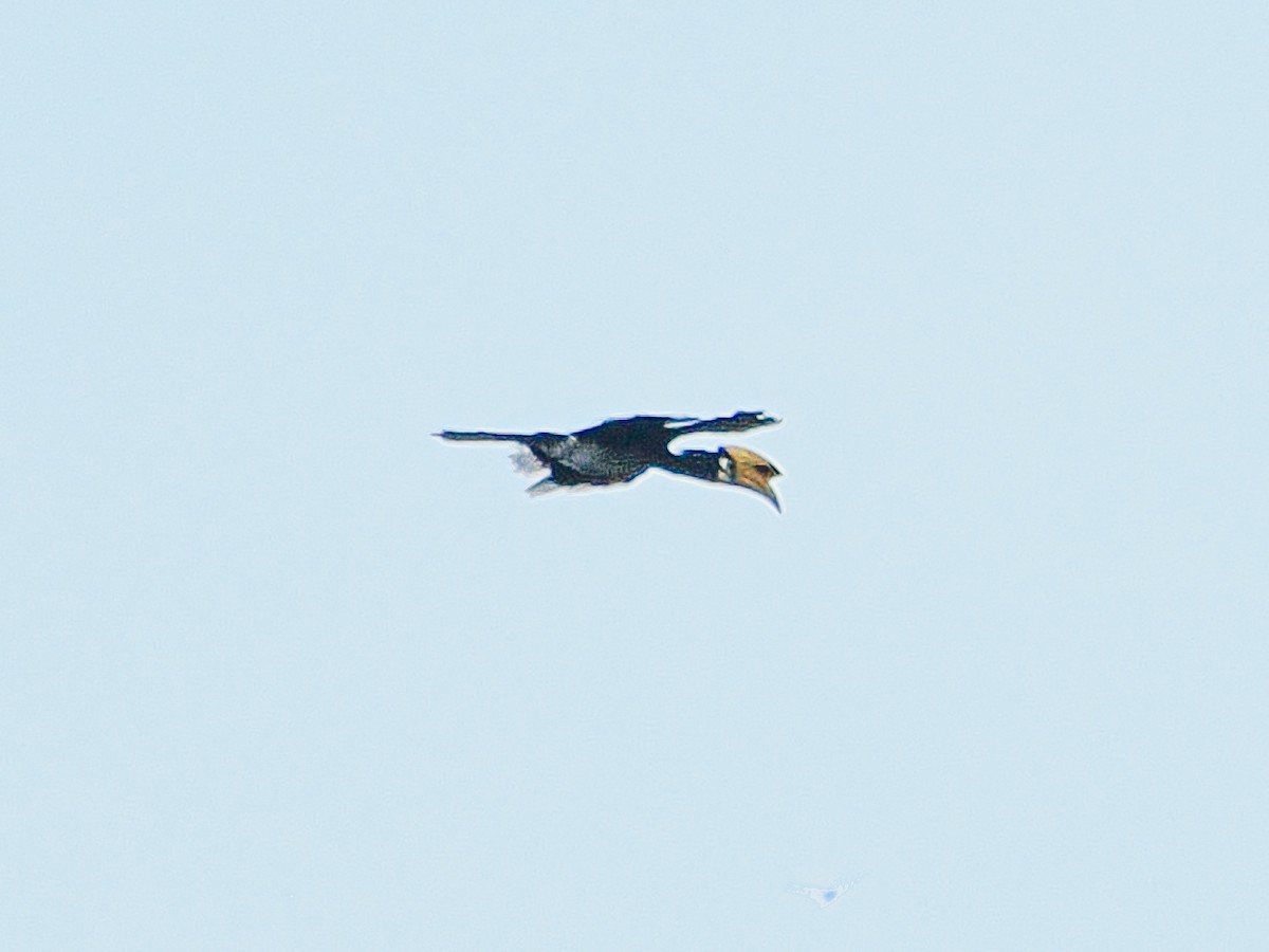Oriental Pied-Hornbill - ML641336153