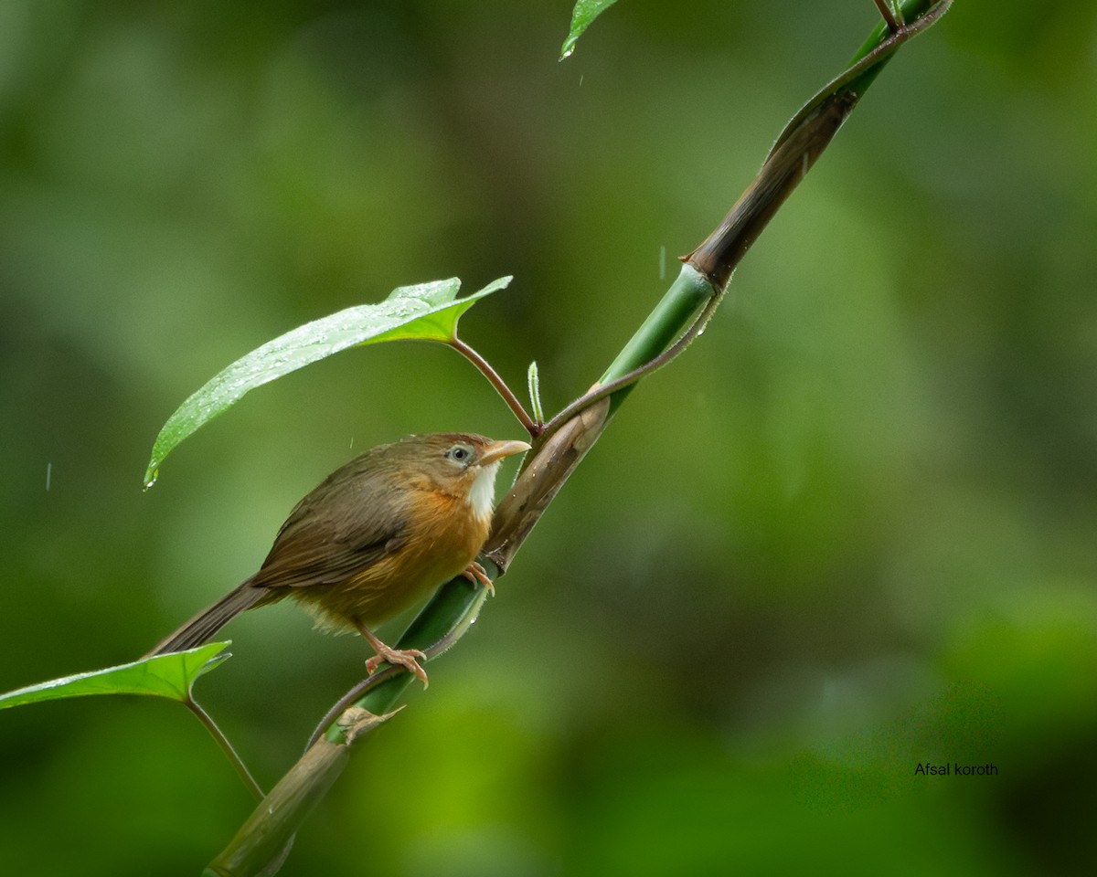 Tawny-bellied Babbler - ML641336169