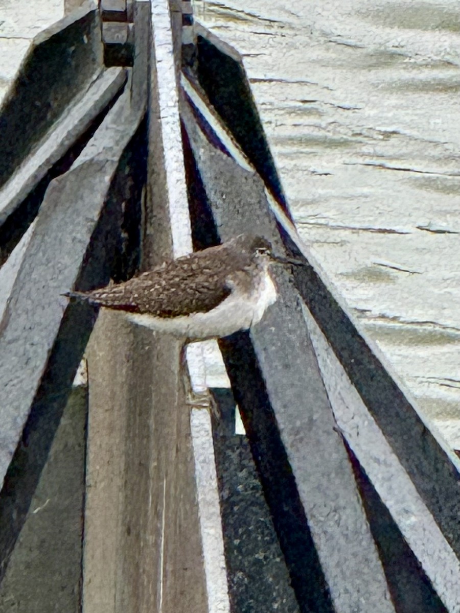 Solitary Sandpiper - ML641336175