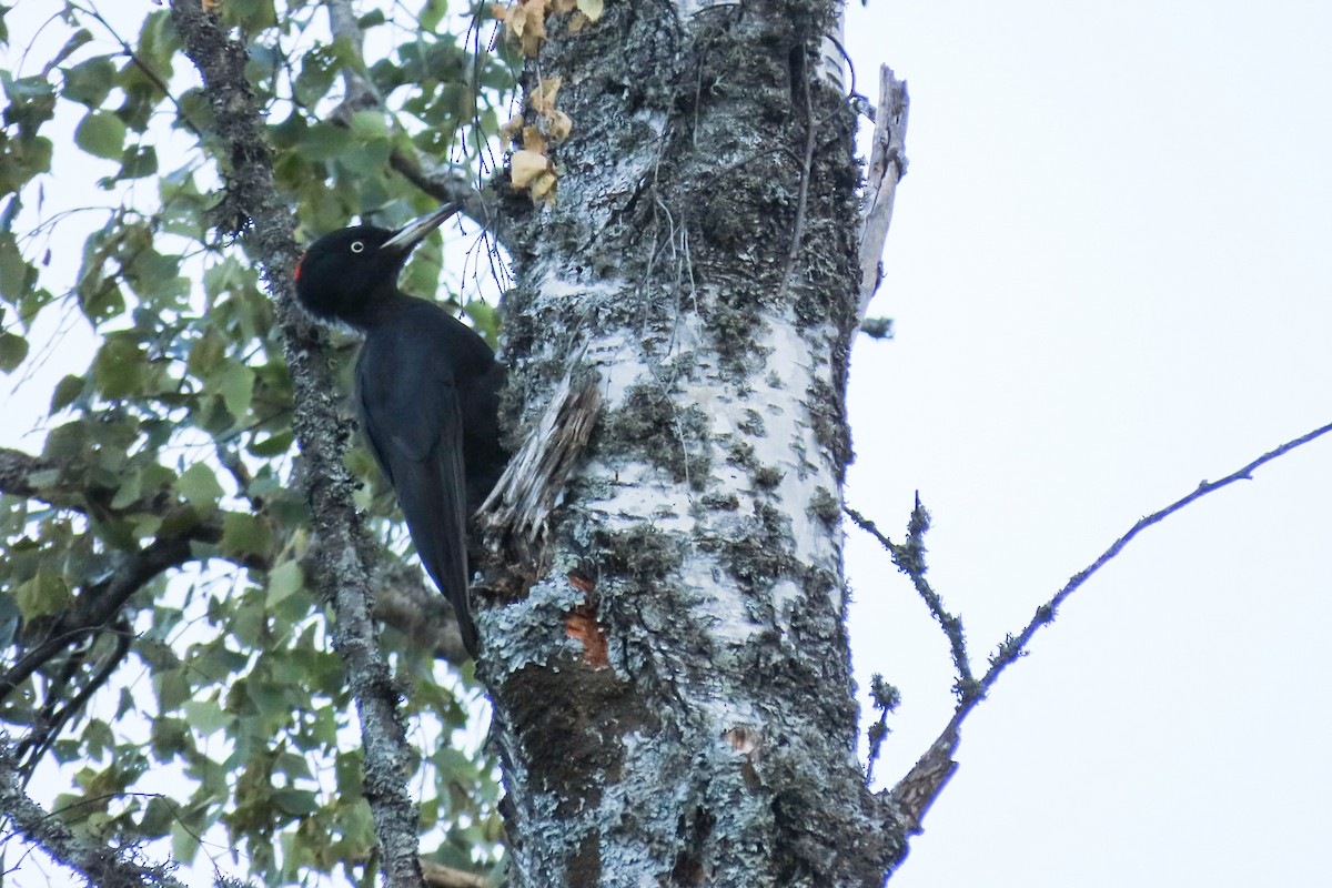 Black Woodpecker - ML641336179