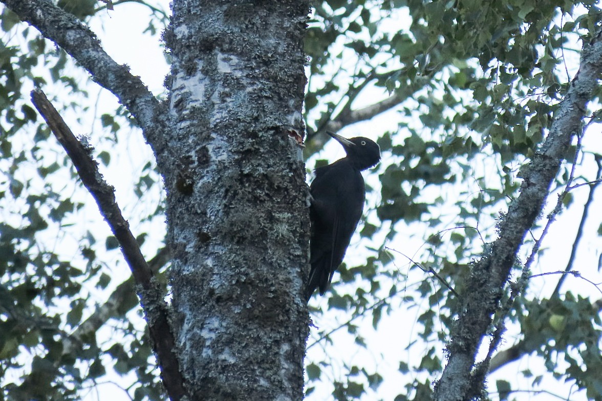 Black Woodpecker - ML641336180