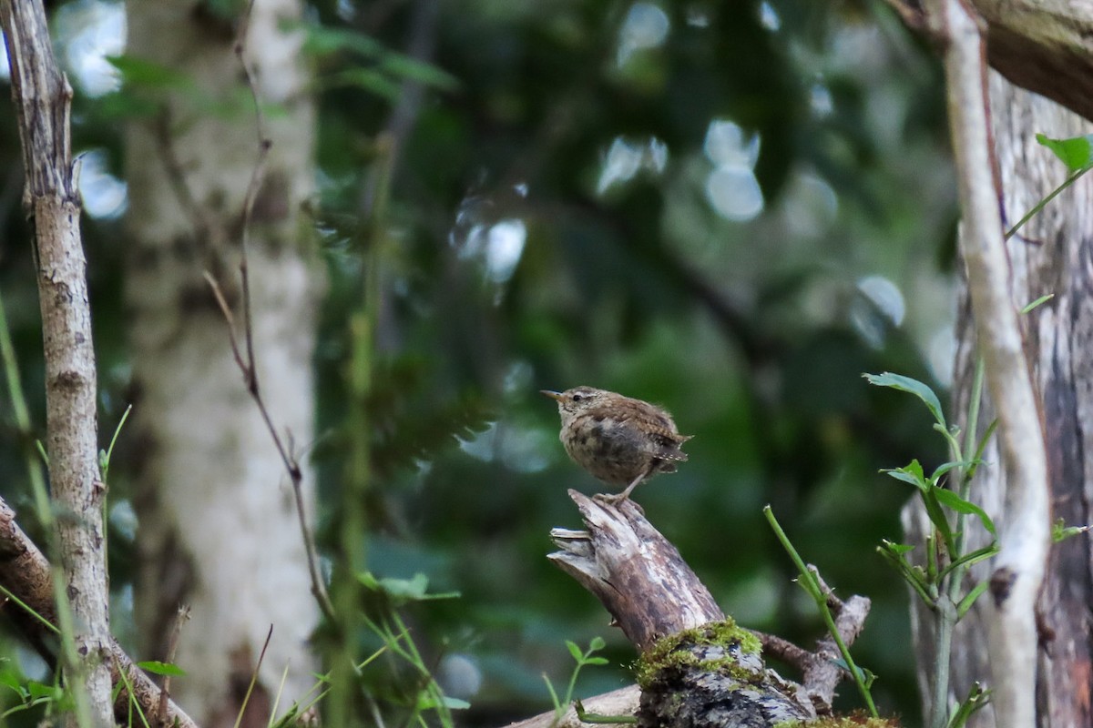 Eurasian Wren - ML641336186