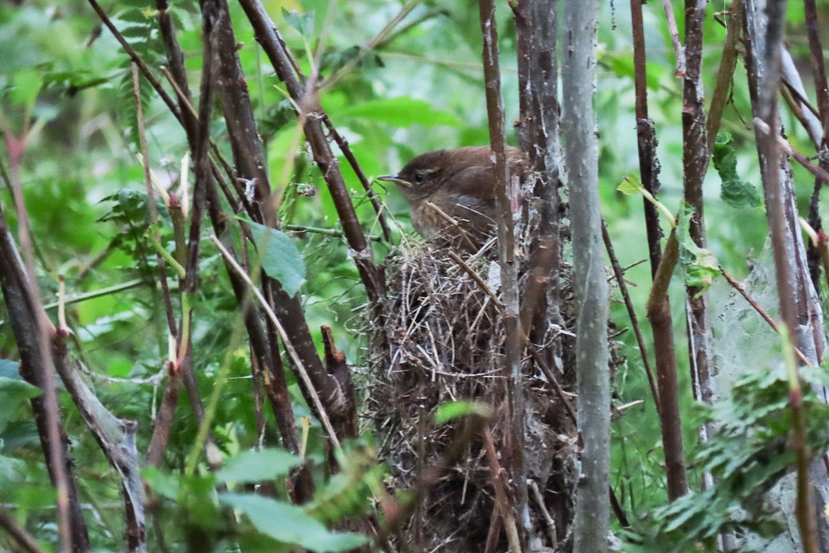 Eurasian Wren - ML641336187