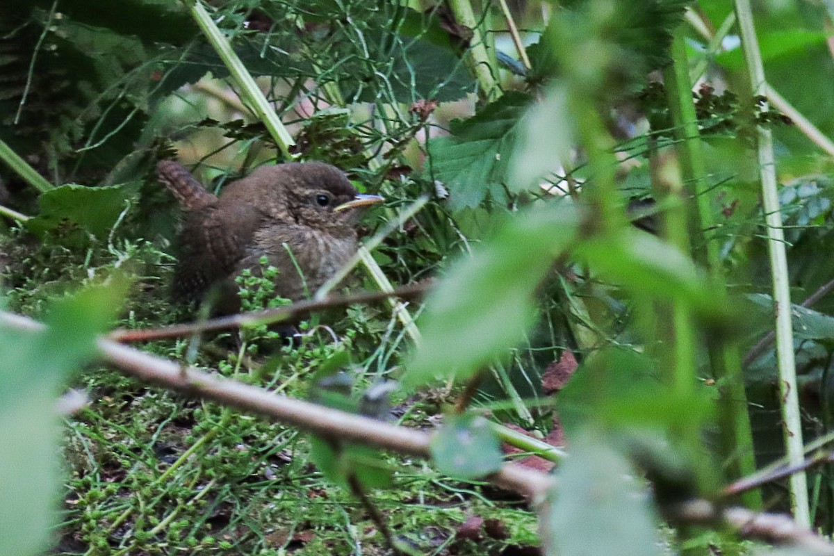 Eurasian Wren - ML641336188