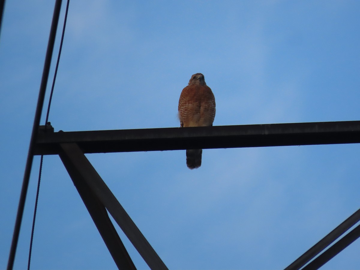 Red-shouldered Hawk (lineatus Group) - ML641336195