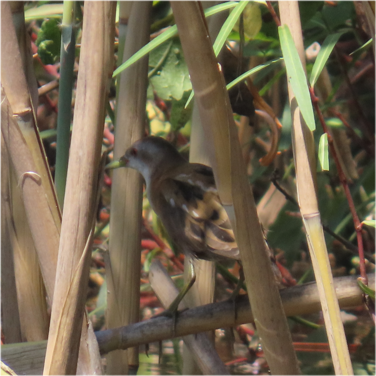 chřástal malý - ML641336209