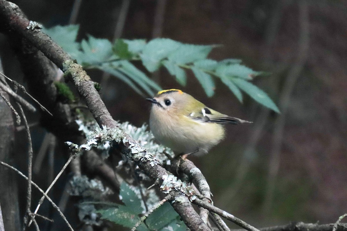 Goldcrest - ML641336210