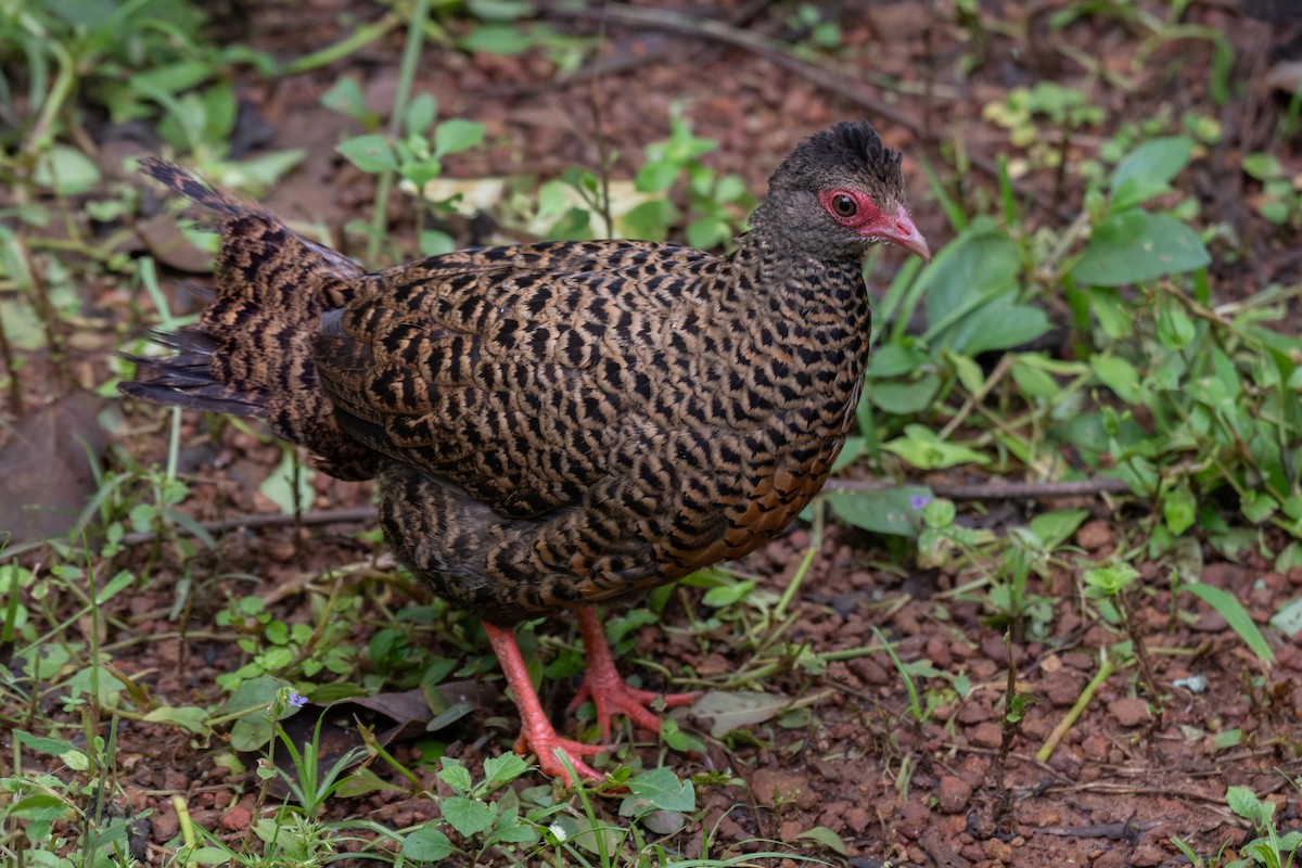Red Spurfowl - ML641336258