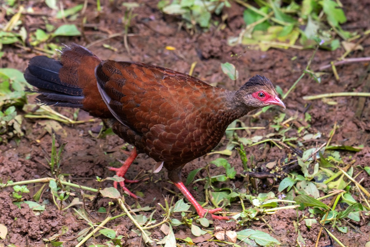 Red Spurfowl - ML641336259