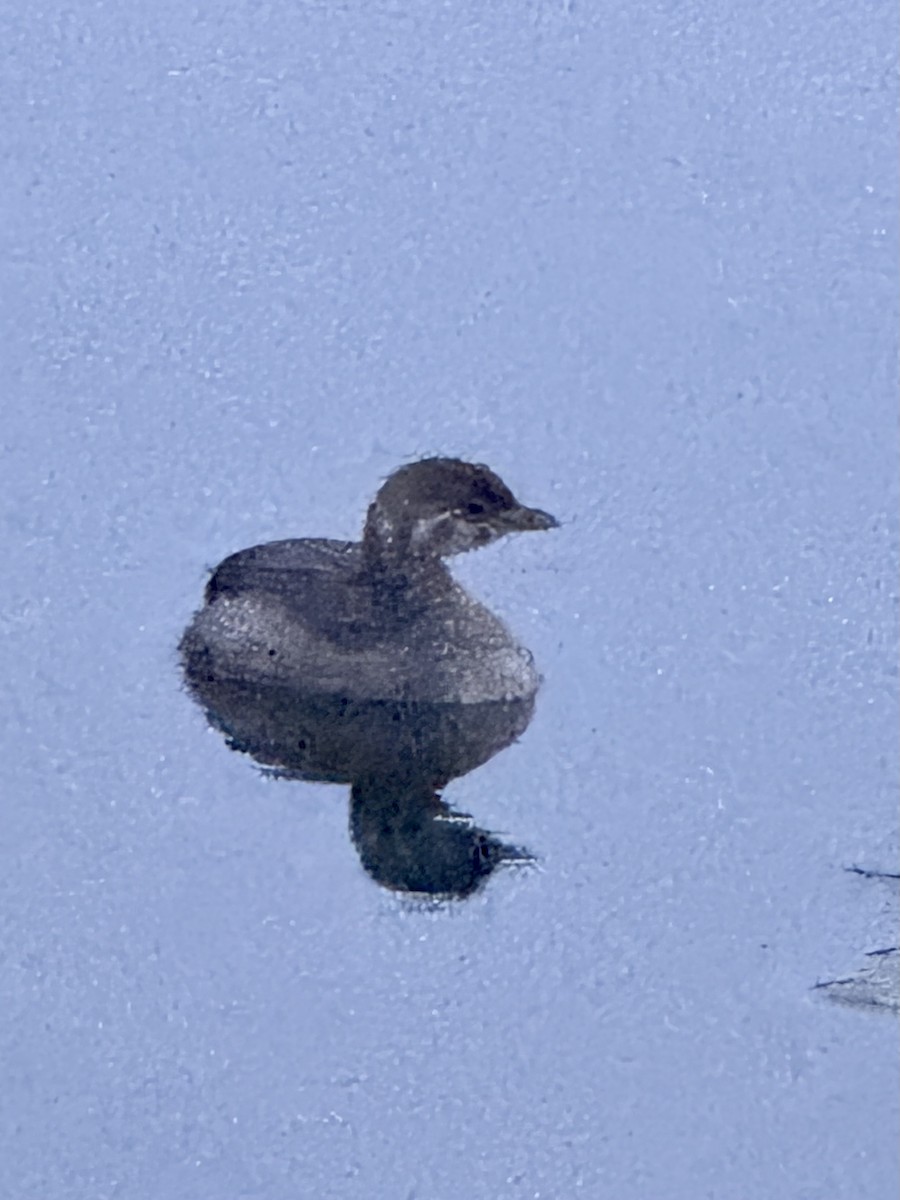 Pied-billed Grebe - ML641336300
