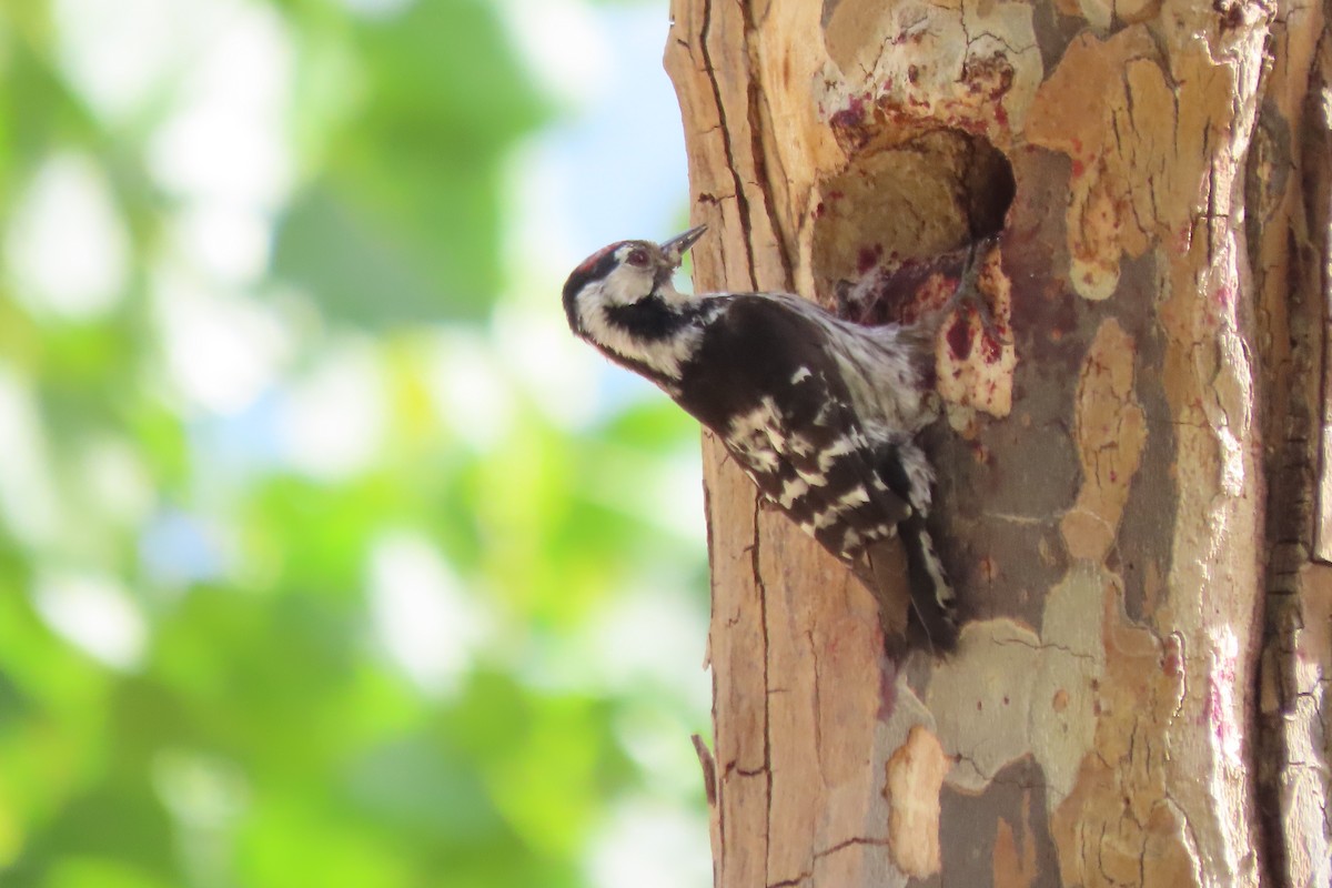 Lesser Spotted Woodpecker - ML641336311