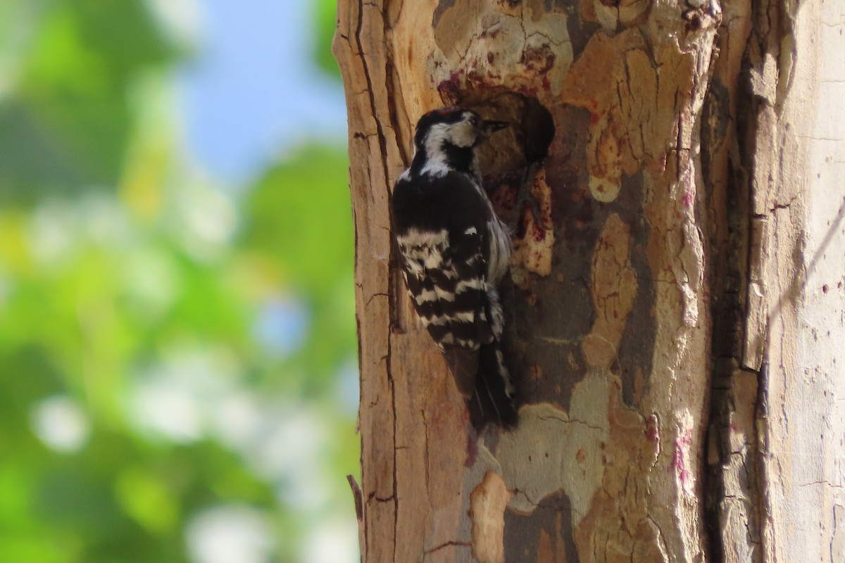 Lesser Spotted Woodpecker - ML641336312