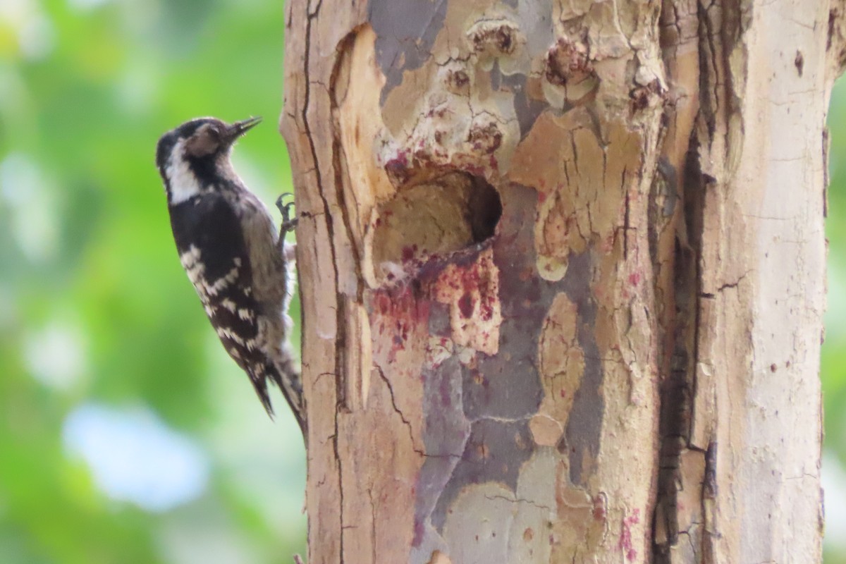 Lesser Spotted Woodpecker - ML641336313