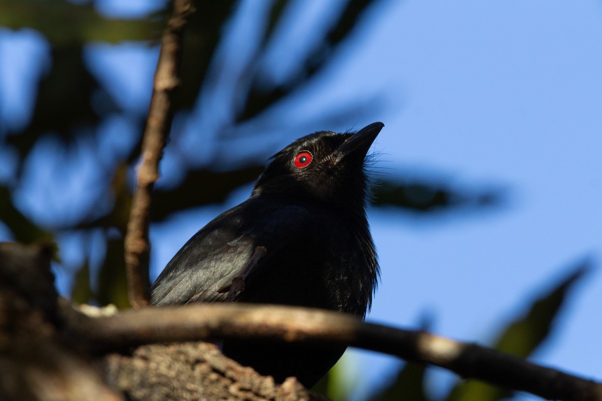 Fork-tailed Drongo - ML641336341
