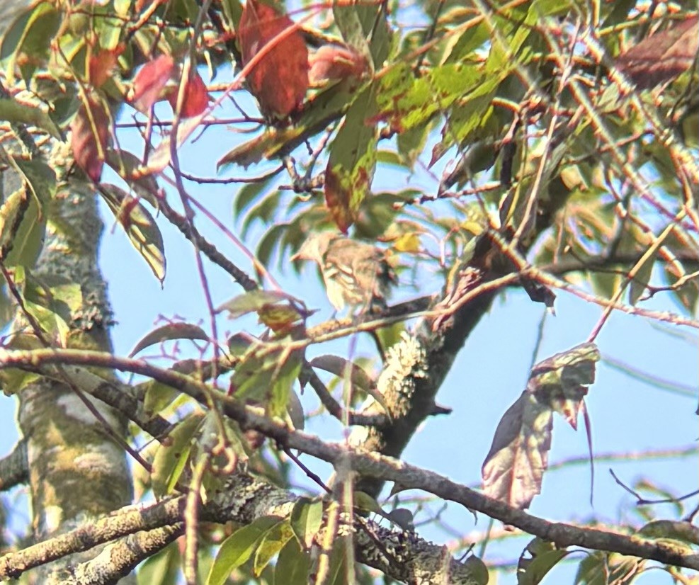 Least Flycatcher - ML641336358
