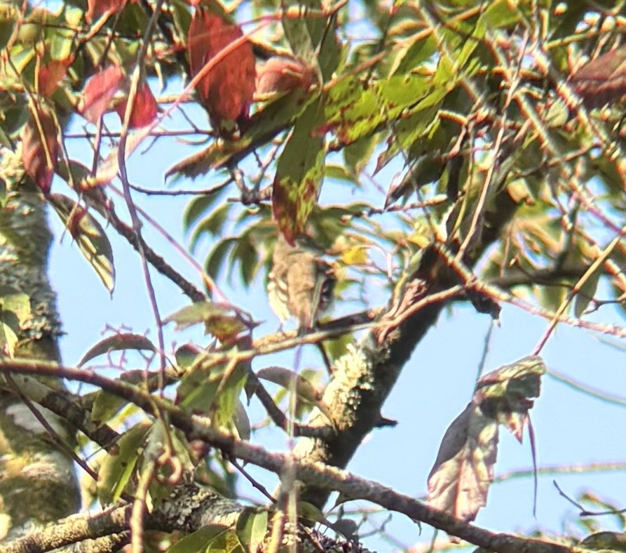 Least Flycatcher - ML641336359
