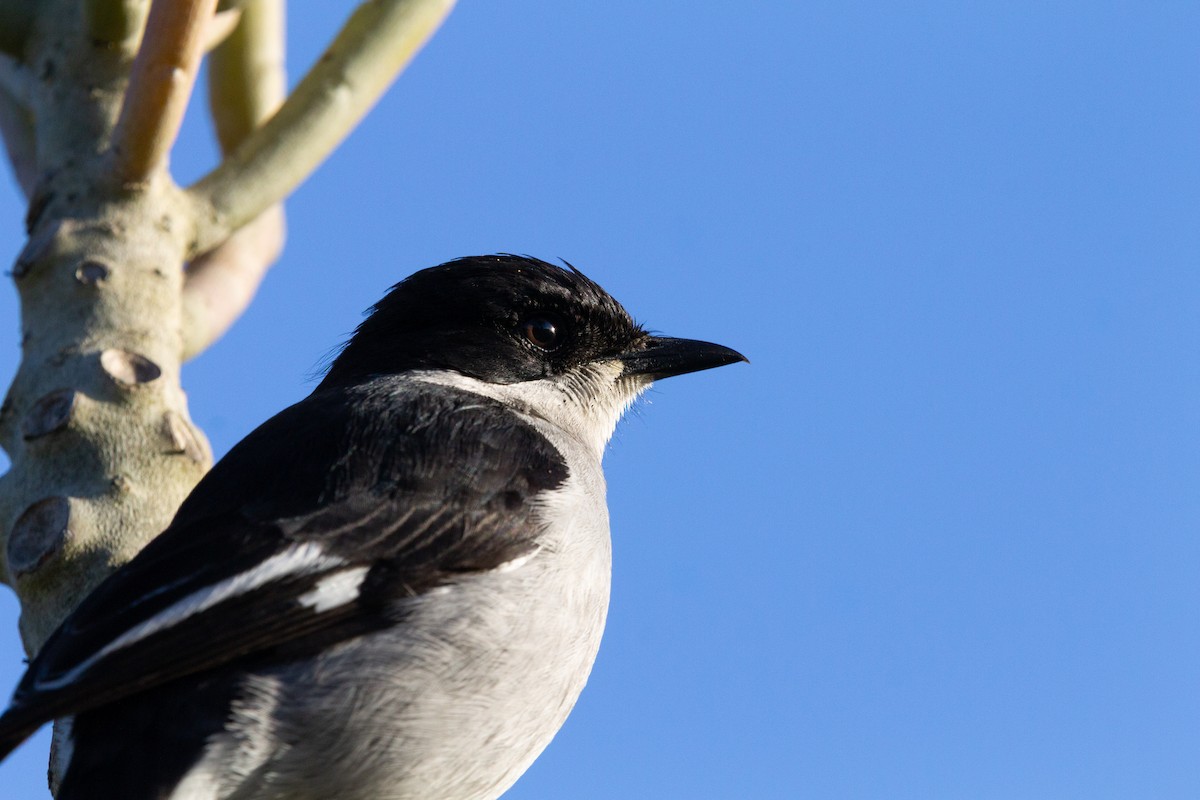 Fiscal Flycatcher - ML641336366