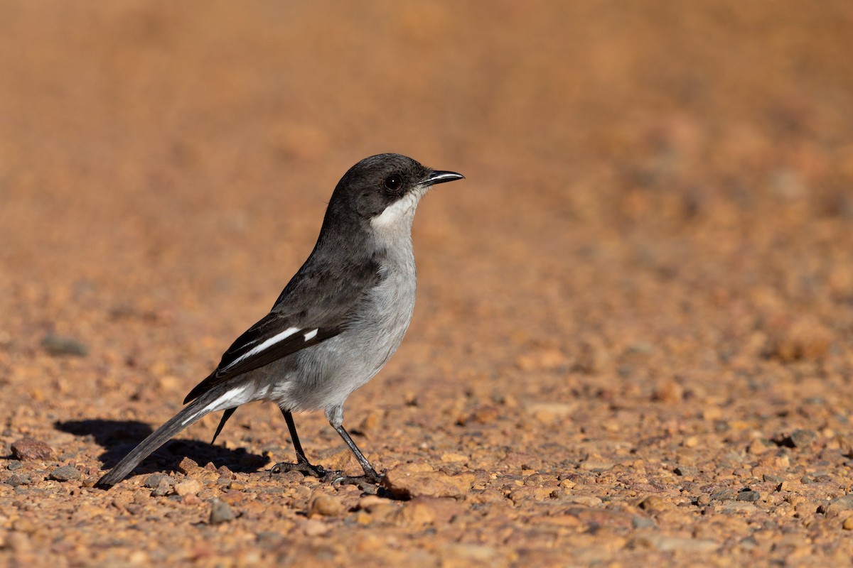 Fiscal Flycatcher - ML641336367