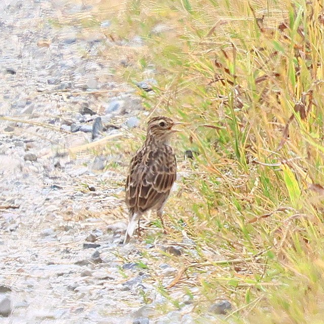 Eurasian Skylark - ML641336408