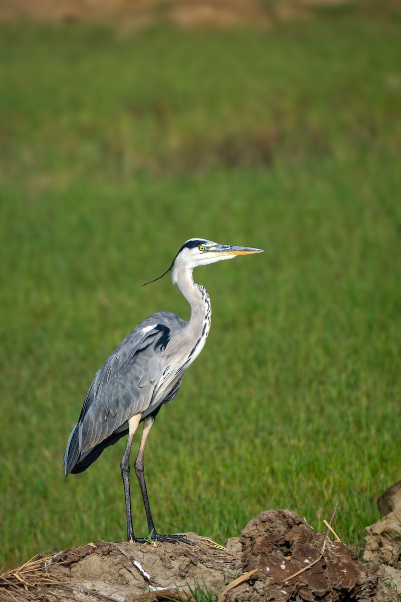 volavka popelavá - ML641336437