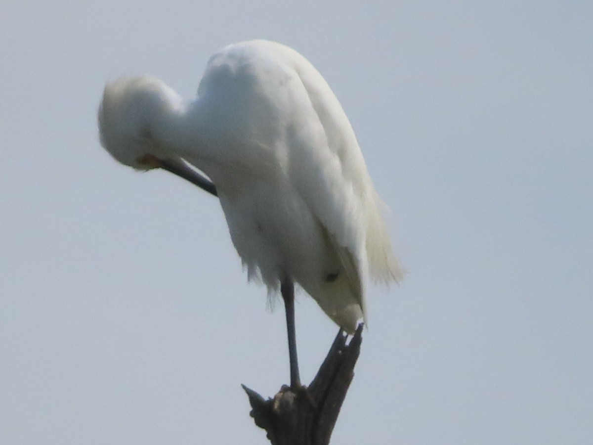 Little Blue Heron - ML641336444