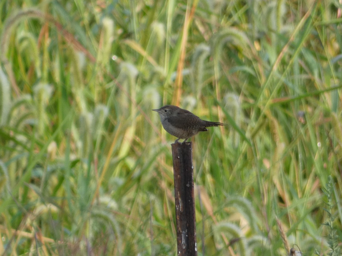 Northern House Wren - ML641336456