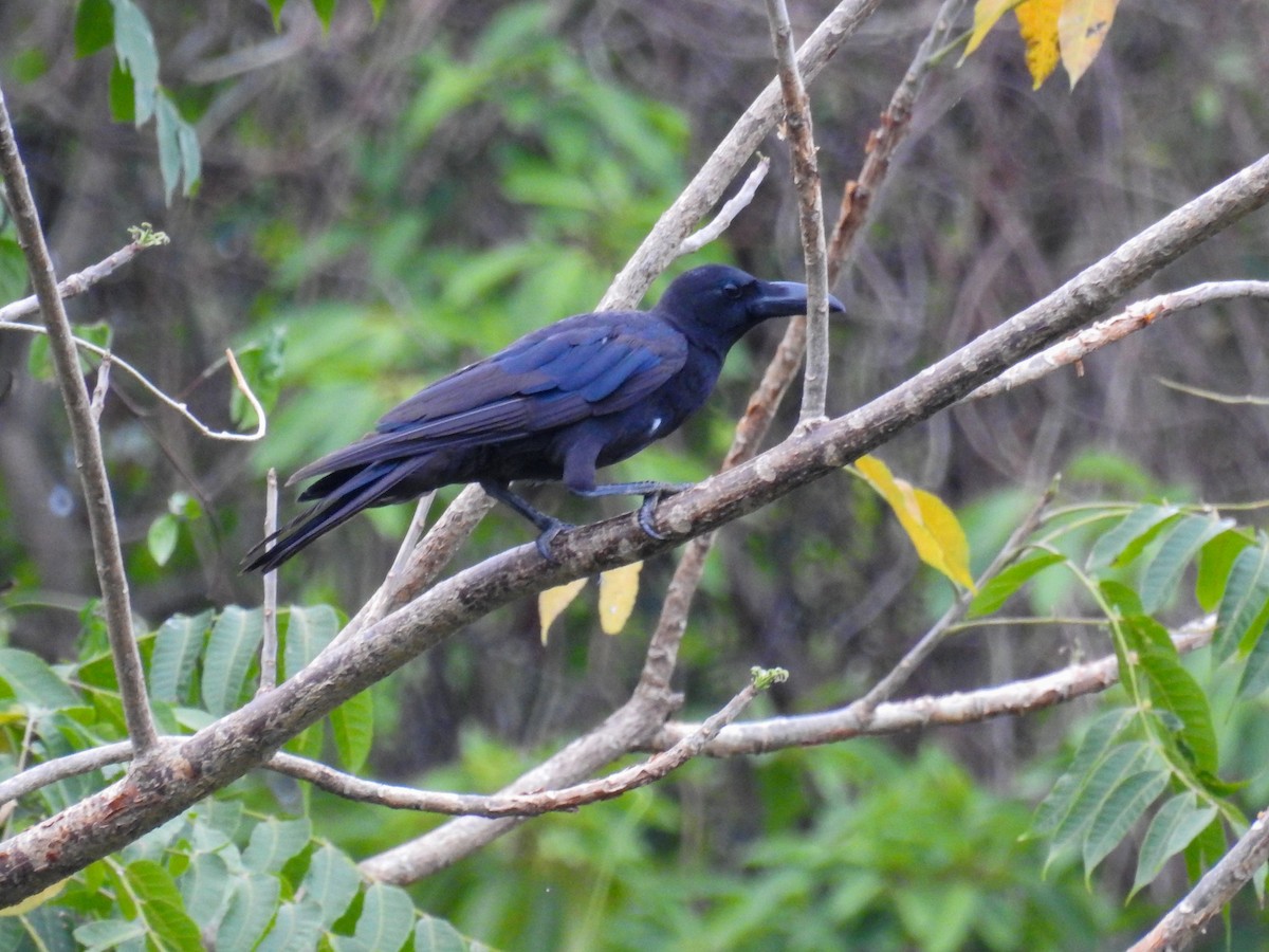 Philippine Jungle Crow - ML641336469