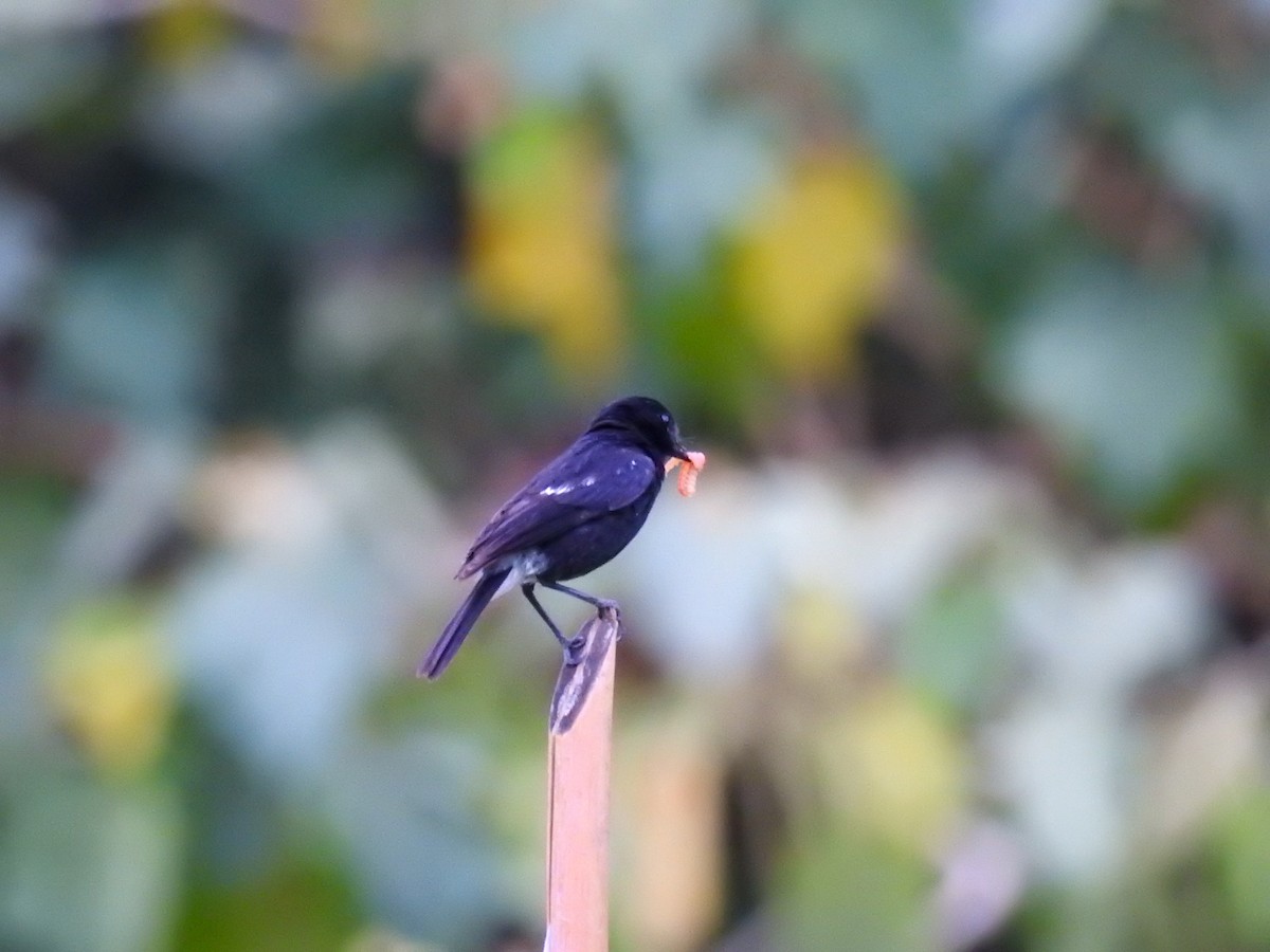 Pied Bushchat - ML641336480