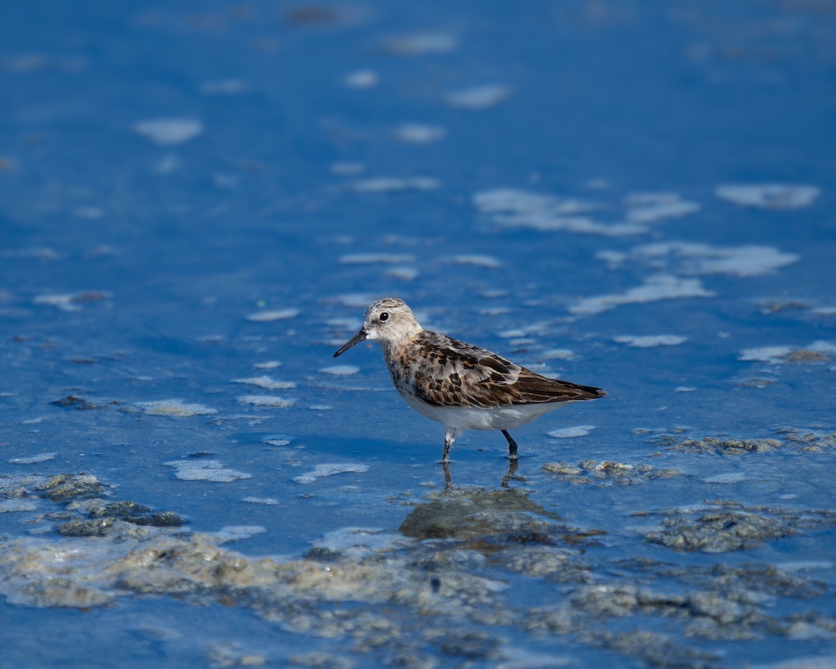 jespák malý - ML641336486