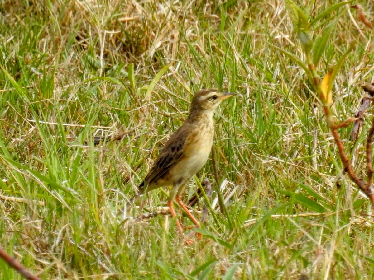 Paddyfield Pipit - ML641336492